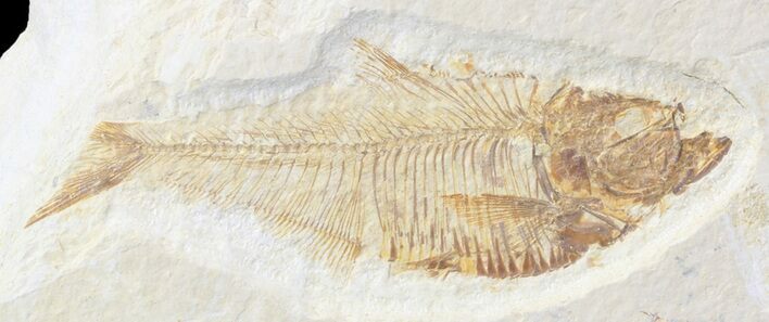 Bargain Diplomystus Fossil Fish - Wyoming #44212